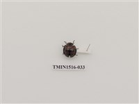 藏品(鞘翅目(二))的圖片